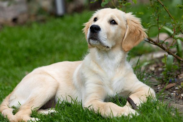 Espèces protégées et éducation des enfants : pourquoi est-ce important ?