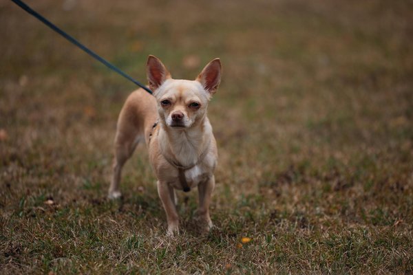 Les croquettes de pro - nutrition : santé et qualité au rendez-vous