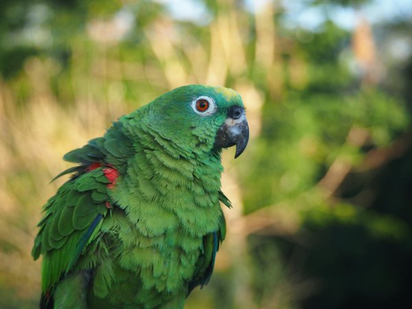 DIY : comment créer un costume de chat blanc pour Halloween