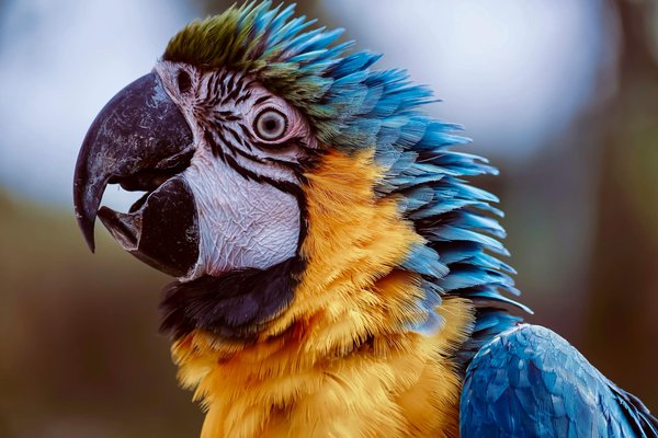 Comment la pandémie a-t-elle influencé le bien-être des animaux de compagnie ?